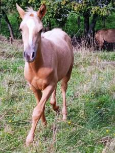 Poulain aes palomino