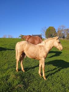 Poulain aes palomino