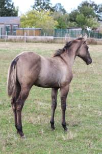 Pouliche quarter horse dun