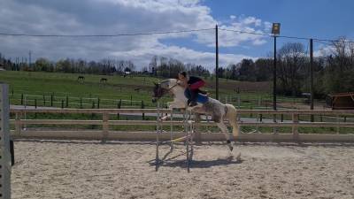 Vend magnifique hongre appaloosa x arabe pie leopard