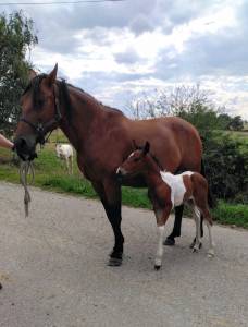 Jument poulinière pur race espagnol suité