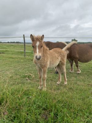 Poulain onc type shetland 