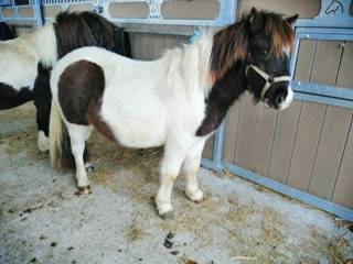 Poney shetland hongre 