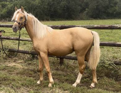 Chevaux Palomino a vendre Equirodi France