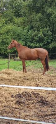 Vista baby - cheval facile et  idéal pour le club