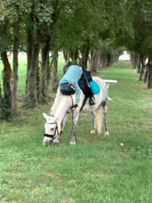 Broodmare Other Pony Breed For sale 2015 Grey