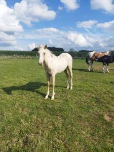 Pouliche paint horse