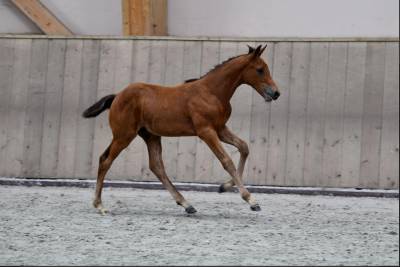 Chic poulain par andiamo semilly