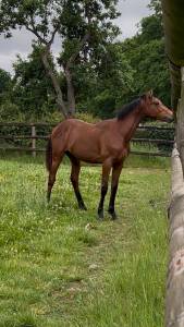 Chic poulain par andiamo semilly