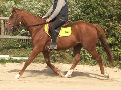 Magnifique hongre ps fait en selle français. 3ans. 1m65