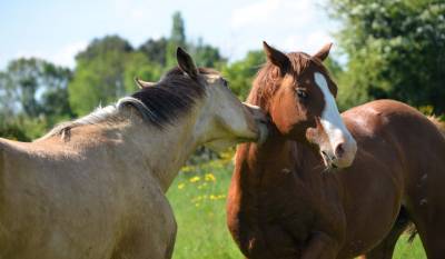 Quarter horse, 18 mois