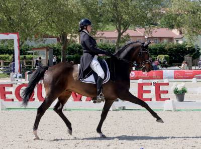 Superbe cheval gagnant en st georges/ inter i dressé gp