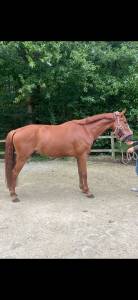 Jeune cheval 4ans par candy de nantuel