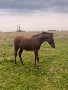 Foal poney français de selle origine cso par vaguely