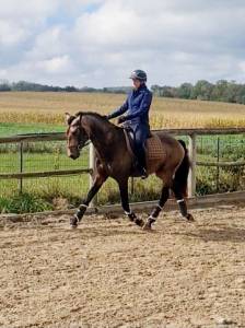 Entier lusitanien luso warmblood 3 ans isabelle 