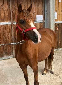 Welsh à vendre 