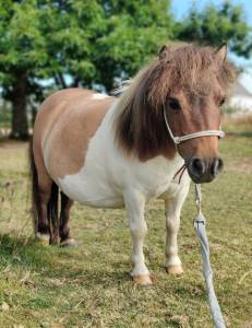 Poulinière mini shetland 