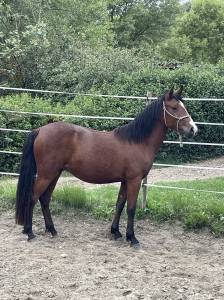 Ponette onc 2 ans et demi loisir /sport