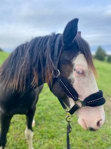 Pouliche paint horse 