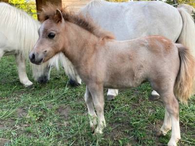 Ponette type shetland