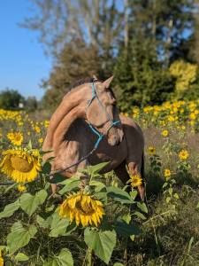 Jument lusitanienne, isabelle, 3 ans