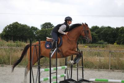 Chevaux de sport 