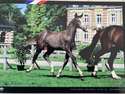 Foal selle français