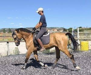 Galiano : idéal pour l’équitation de travail 