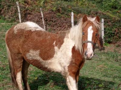 Ponette pottock x gypsy cob