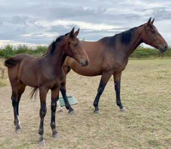 Poulain par conte bellini et qlassic bois margot