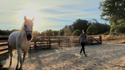 Ei rml horsemanship équitation - monitrice indépendante