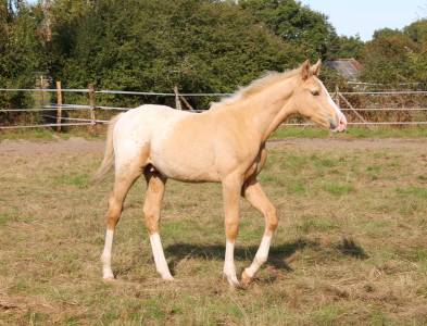 Poulain zangersheide palomino léopard capé