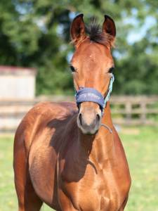 Superbe foal mâle 