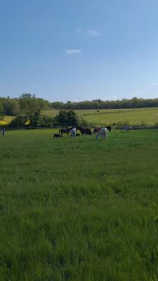 Ecurie de propiétaire / pension chevaux