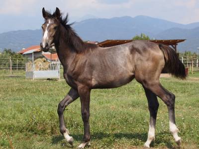 Pouliche cheval de selle italien a vendre 2024 gris par cristallo 1