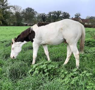 Superbe poulain paint horse pp black splash homozygote