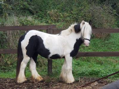 Ponette irish cob