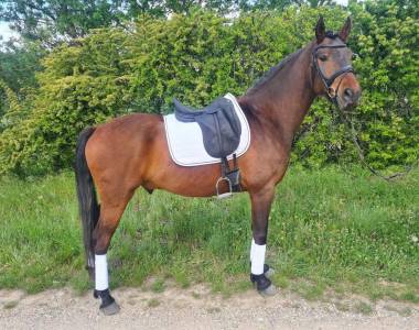 Hongre bai kwpn label dressage 9 ans 