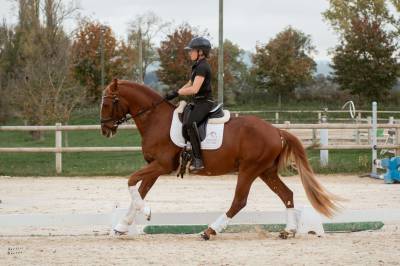 Magnifique hongre lusitanien 3 ans 