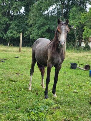 Poney 2022 welsh par bred 