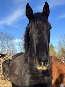 Pouliche pure race espagnole 2,5 ans