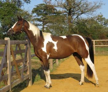 Chevaux Pie a vendre Equirodi France