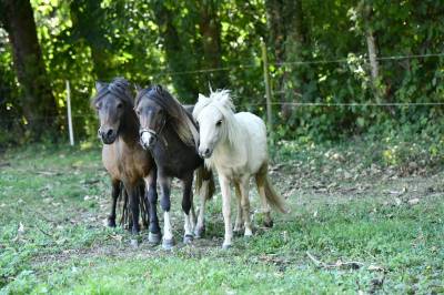 Chevaux miniatures 