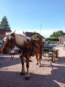 Voiture hippomobile 4 personnes 