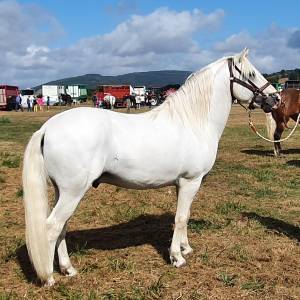 Hongre camargue 12 ans