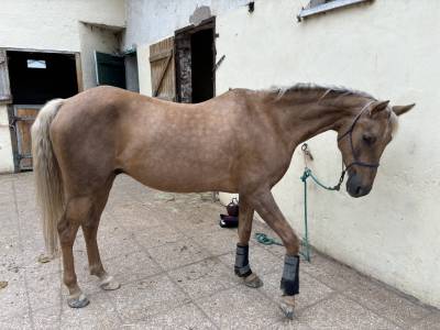 Chevaux Palomino a vendre Equirodi France