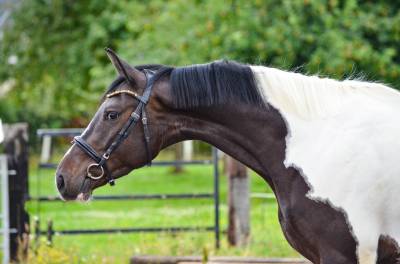 Chevaux de couleur a vendre Equirodi Belgique