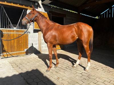 Yearling aqps par robin of navan