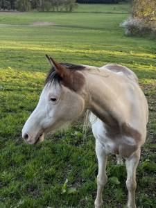 Jument pint-arabian 14ans