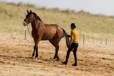 Vends cheval de loisir sf